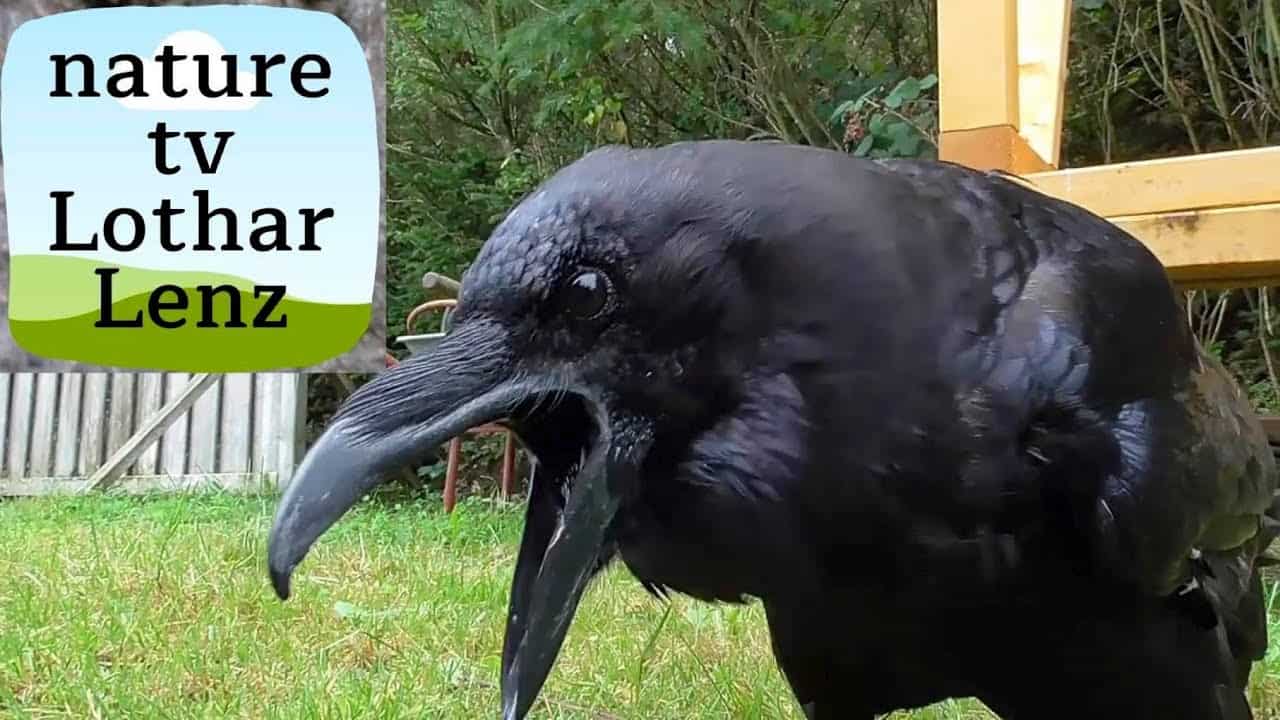 Deutsch sprechender Rabe nennt Besucher «mein Schätzchen»