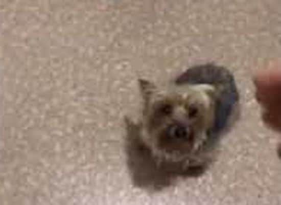 Out of toilet paper dog (Avengers theme)