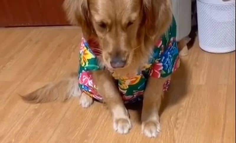 Hund beobachtet den «Tod» eines Spielzeug-Dinos und reagiert grossartig