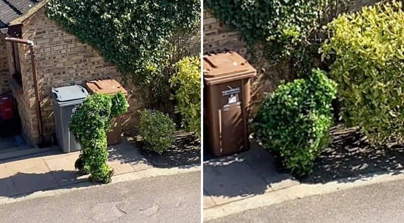 UK Neighbor Sneaking Out During Lockdown #explore #explorepage