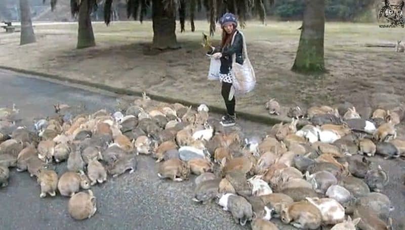 Rabbits On Okunoshima Island Swarm Tourist