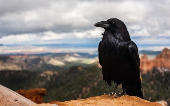 Raven - keeper of magic