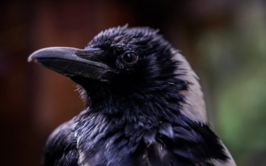 Rabe - Hüter der Magie