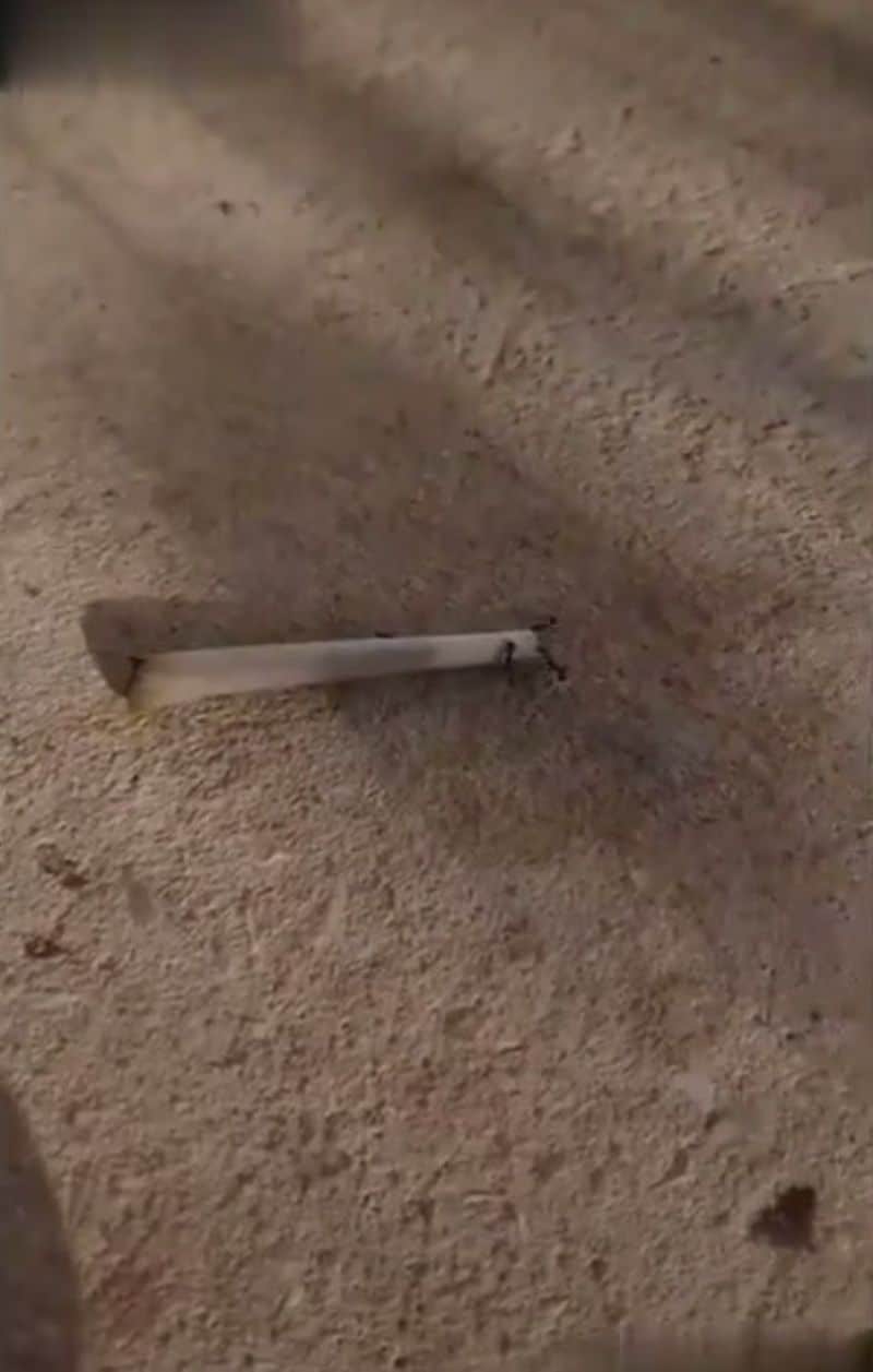 Wenn Ameisen dir den Joint klauen 🐜