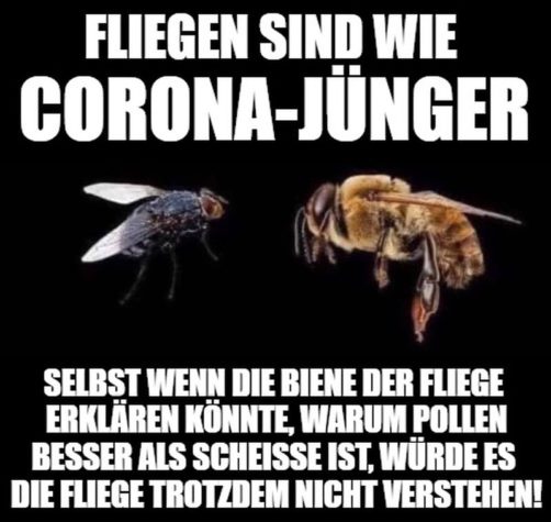 Fliegen sind wie Corona-Jünger