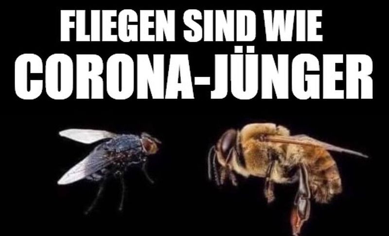 Fliegen sind wie Corona-Jünger