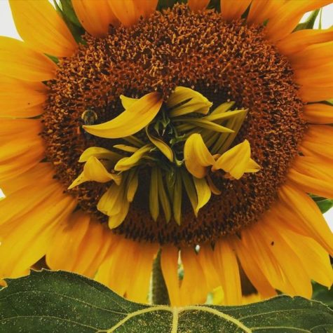 Vivipary: So schrullig kann Mutter Natur sein