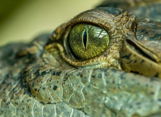 Hans gegen die Krokodile