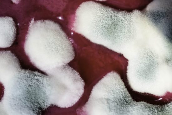 Die Maske begünstigt Sporenentwicklung