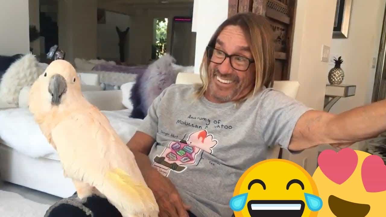 Iggy Pop listens to music with his cockatoo
