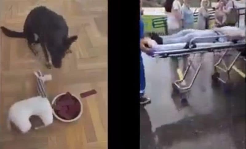 Soll mir einer sagen, dass die menschliche Intelligenz jene der Tiere übersteigt