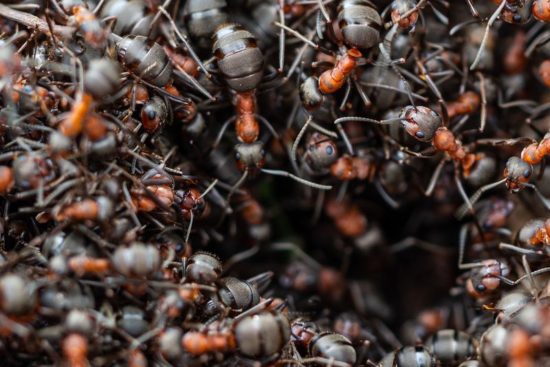 Divide et Impera - oder wie man die Gesellschaft gegeneinander aufhetzt