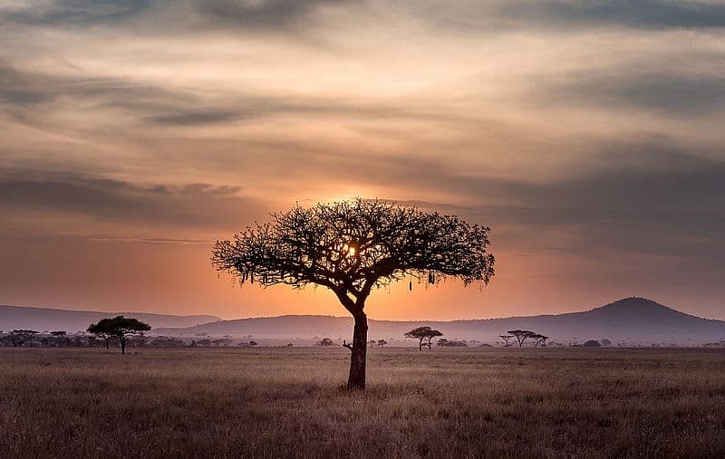 Das afrikanische Corona-Wunder: Ein WUNDER! Es ist ein verdammtes WUNDER! Halleluja!