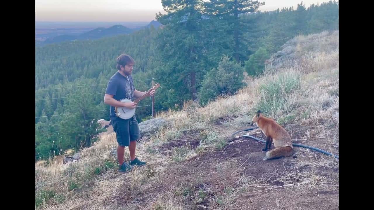 Steht ein Mann im Walde, spielt Banjo, kommt ein Fuchs und hört zu
