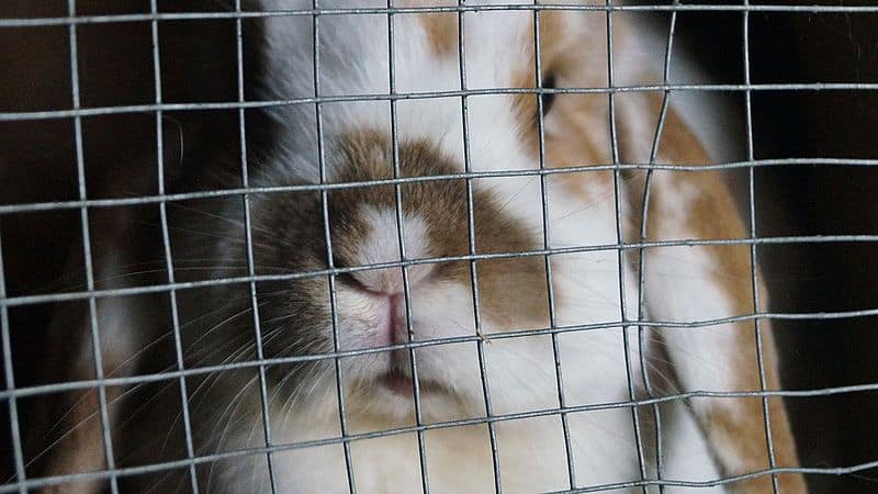 Eine Welt voller Versuchskaninchen