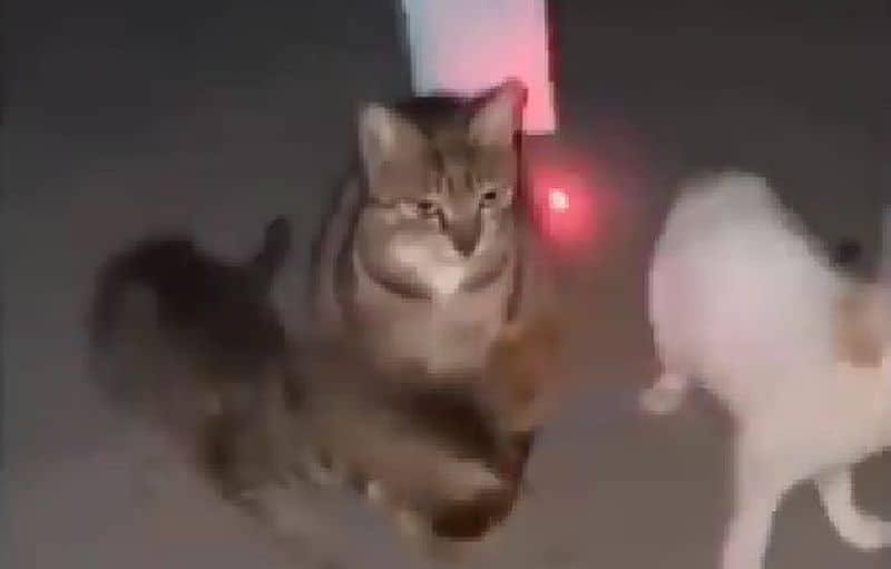 Wenn du dich von der Propaganda nicht blenden lässt