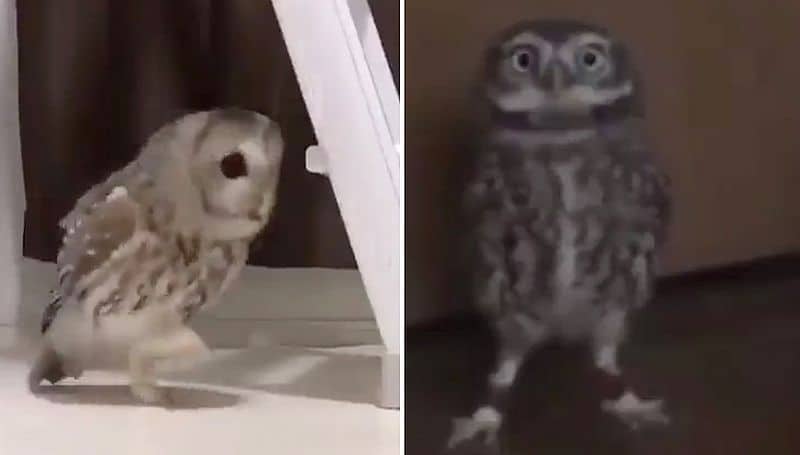 There are two types of owls🦉