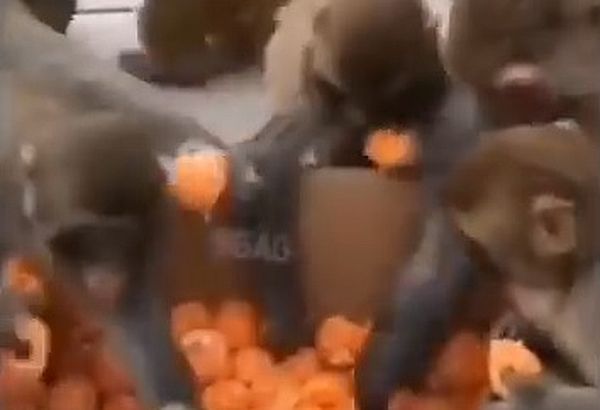 Menschen benehmen sich wie die Affen