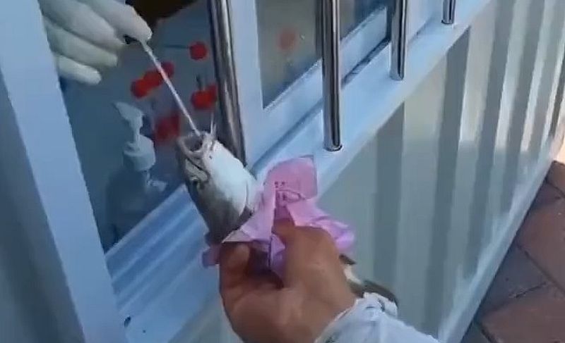 In China wird alles was kreucht und fleucht auf Corona getestet