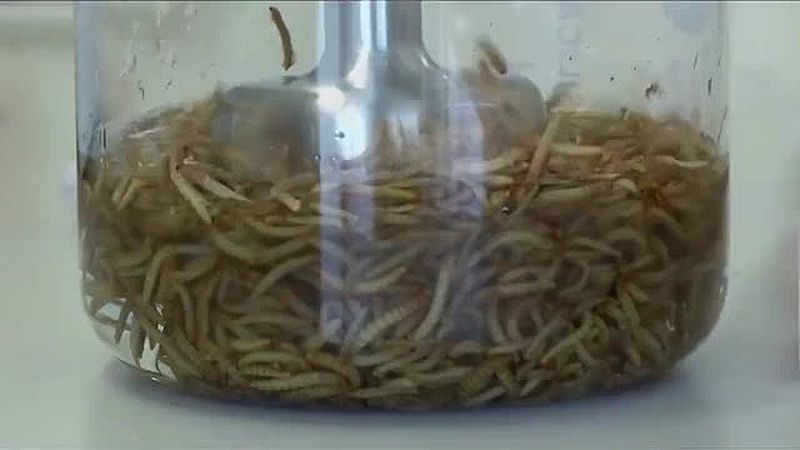 Larvenfett als Ersatz für Butter