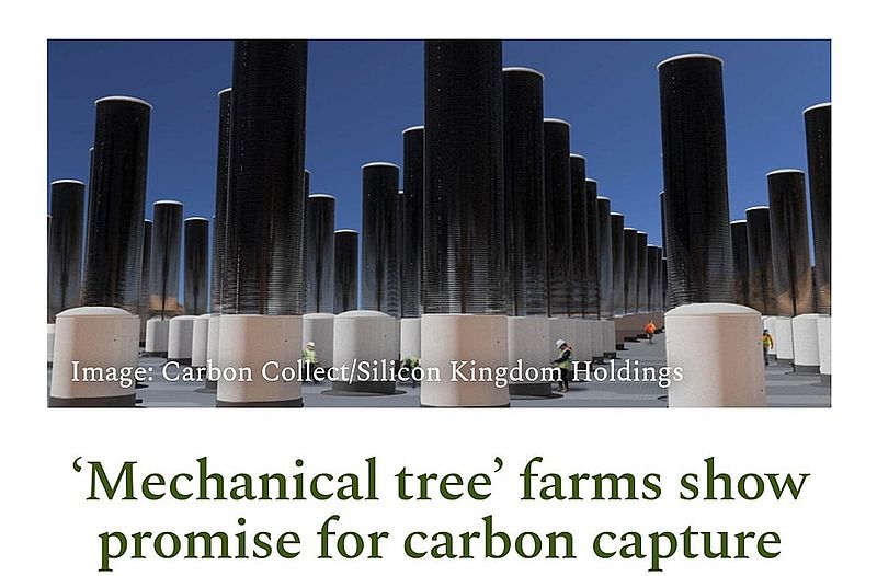 Endlich wird aufgeforstet