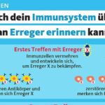 Immunsystem erinnert sich über Jahre an Erreger