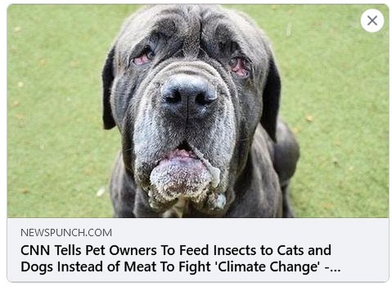 Hauskatzen und - Hunde sind schuld am Klimawandel