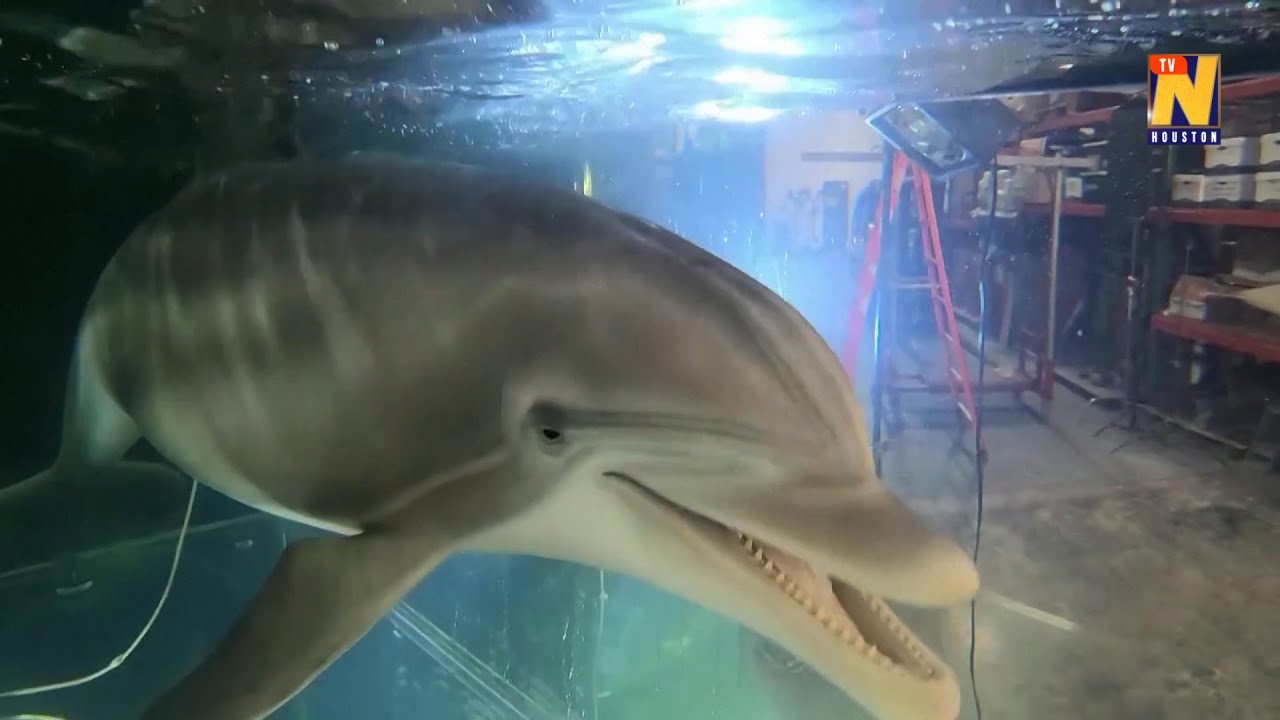 Dieser Roboter-Delfin könnte gefangene Tiere in Freizeitparks ersetzen