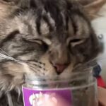 Cat Crack
