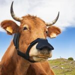 يستثمر بيل جيتس 4,7 مليون دولار في أقنعة الوجه للأبقار