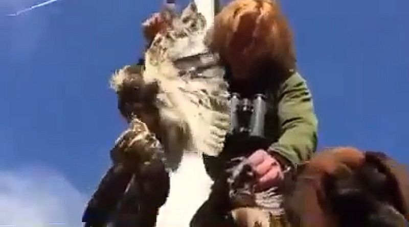 Windräder sind Vogelschredderanlagen