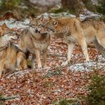 Der Wolf steht in der Schweiz bald wieder auf der Abschussliste