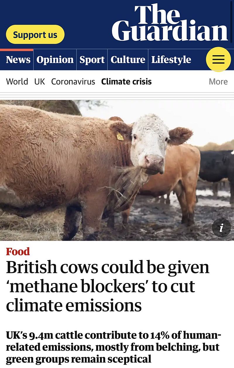 Il Regno Unito impone "bloccanti del metano" alle mucche per smettere di scoreggiare e ruttare