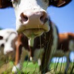 Reino Unido obliga a las vacas a usar bloqueadores de metano para que dejen de eructar y pedorrearse