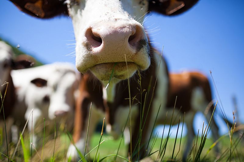 Bald auf einem Bauernhof in deiner Nähe: mRNA-Notfallimpfstoffen gegen Tierkrankheiten