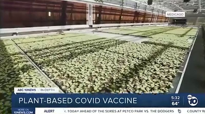 Gentechnik ermöglicht pflanzen- und tierbasierende Impfstoffe