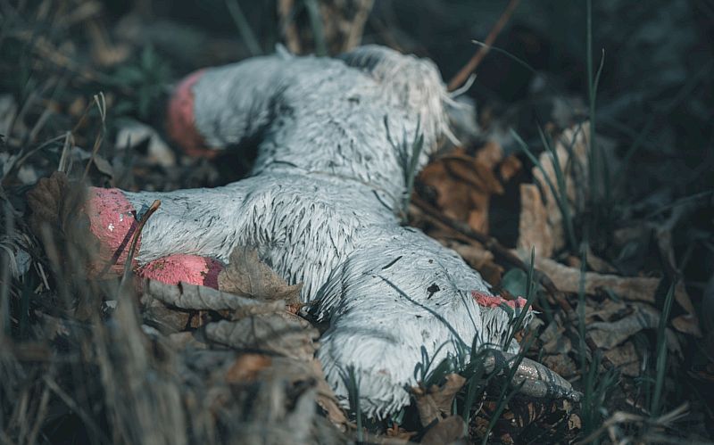 Kinder, die in der EU verschwinden, interessieren niemanden