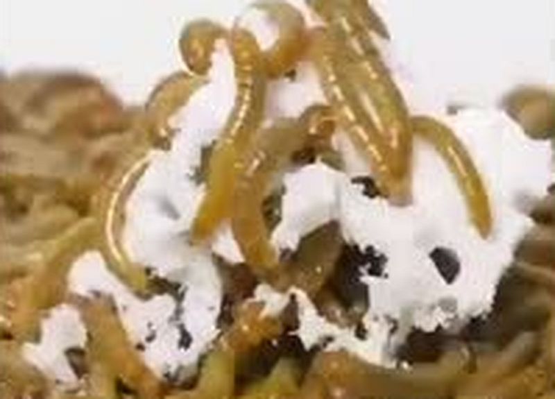 Insekten: Wie eure zukünftiges Essen tatsächlich gezüchtet wird