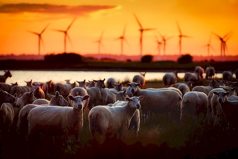 Windturbines zijn klimaatmoordenaars