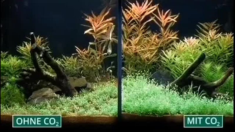 Pflanzenwachstum, mit und ohne CO₂
