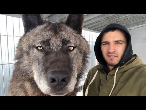 Un homme vit avec le plus grand loup du monde
