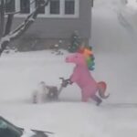 Gli unicorni puliscono la neve calda