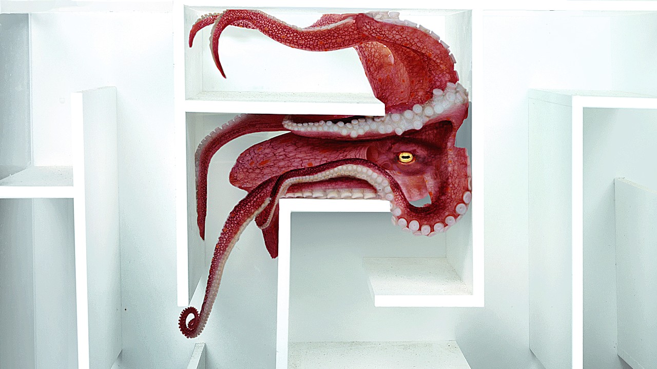 Octopus versus onderwaterdoolhof