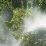 Kendi yiyeceğinizi yetiştirmenin çok fazla CO2 ürettiği söyleniyor: kendi bahçenize büyük bir saldırı riski var
