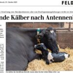 Blinde Kälber nach Handy Antennenbau