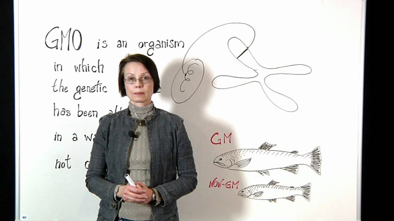 What are GM animals?