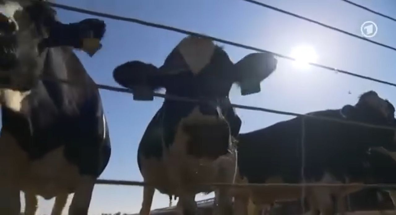 Tusenvis av kyr i den saudiske ørkenen