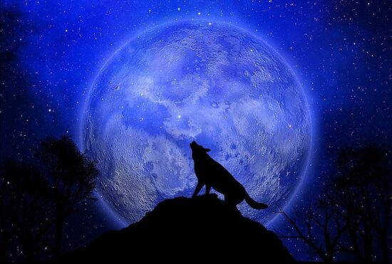 Take a walk on the wild side!