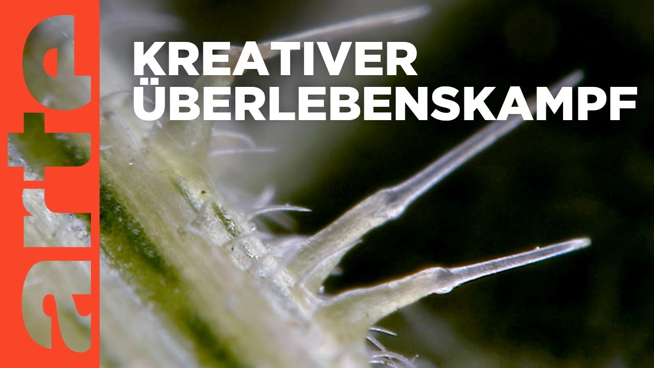 Die erstaunlichen Fähigkeiten der Pflanzen (Teil 1 &#038; 2)