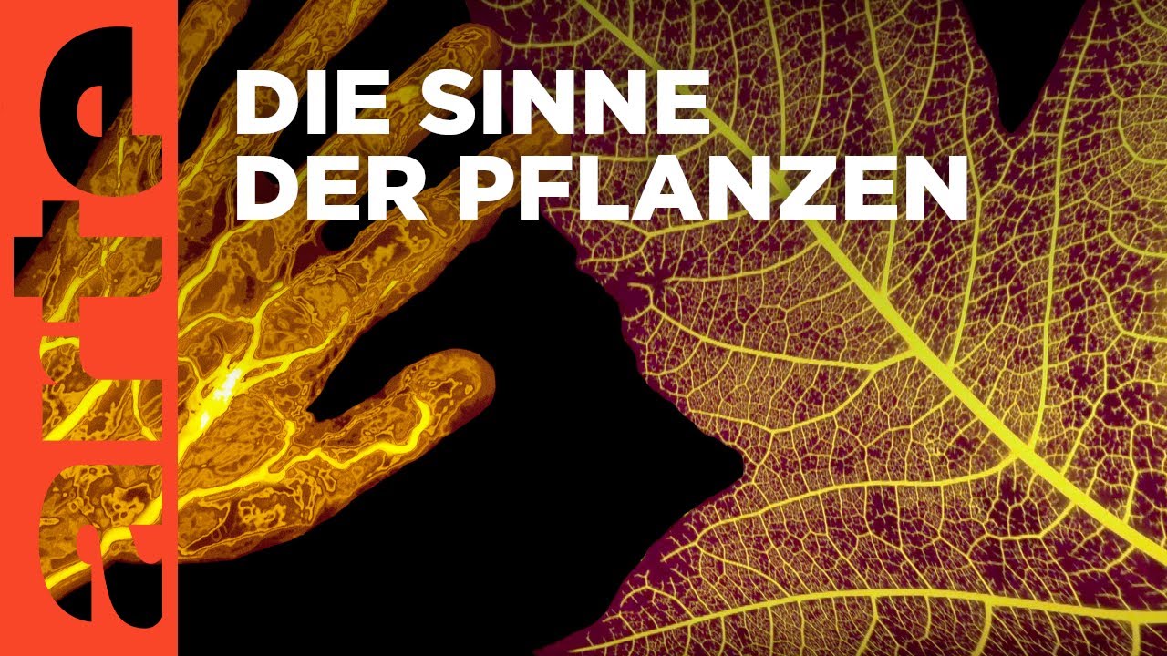 Die erstaunlichen Fähigkeiten der Pflanzen (Teil 1 &#038; 2)